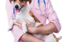 10 Melhores Hospitais Veterinários em Goiânia