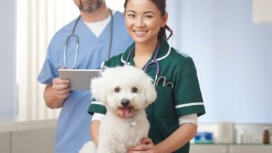 10 Melhores Hospitais Veterinários em Aparecida de Goiânia