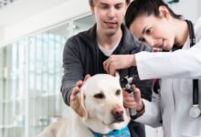 10 Melhores Hospitais Veterinários em Goianira GO