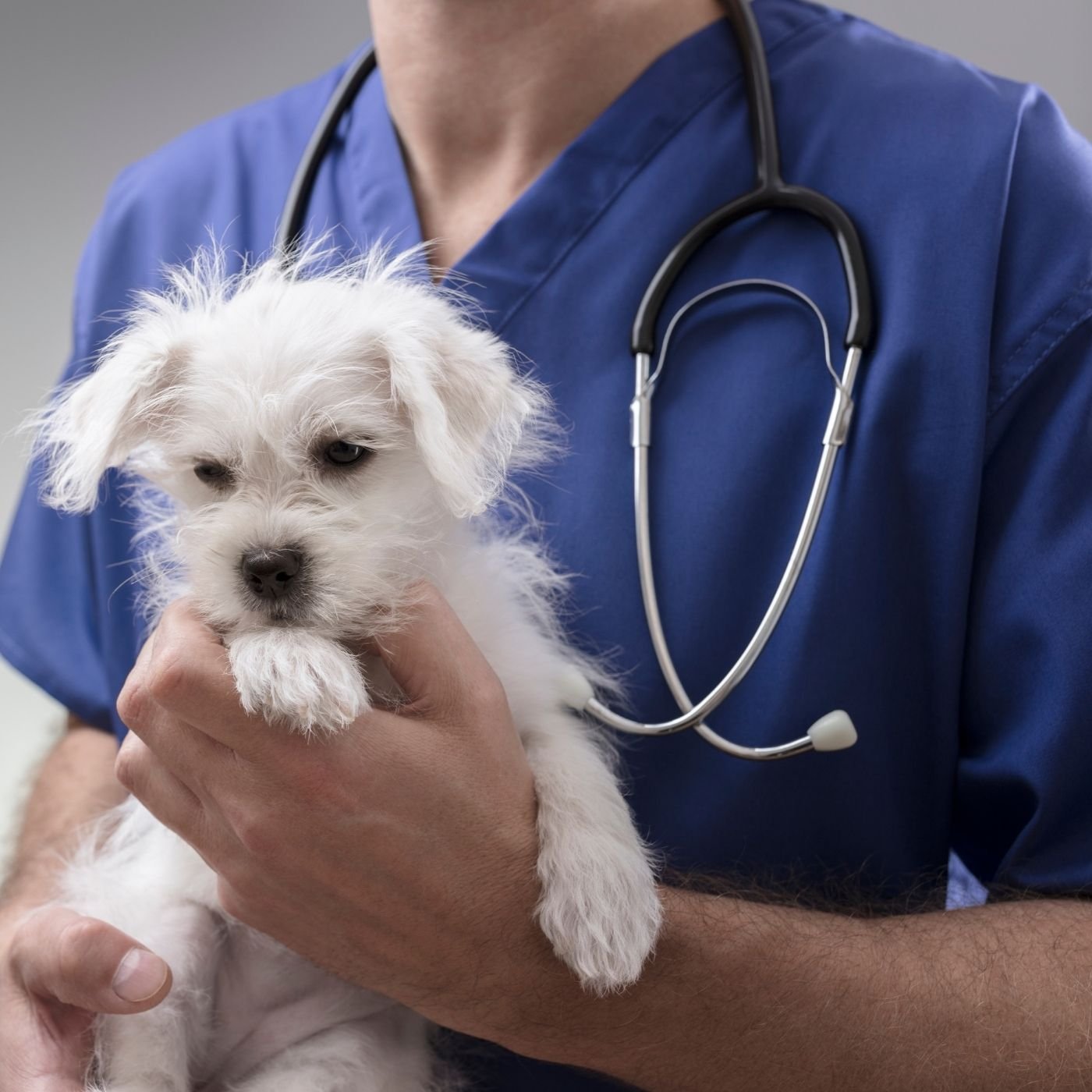 10 Melhores Hospitais Veterinários em Anápolis GO