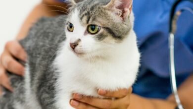 10 Melhores Clínicas Veterinárias e Pet Shops 24h em Goiânia GO