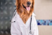 10 Melhores Hospitais e Clinicas Veterinárias em Hidrolândia GO