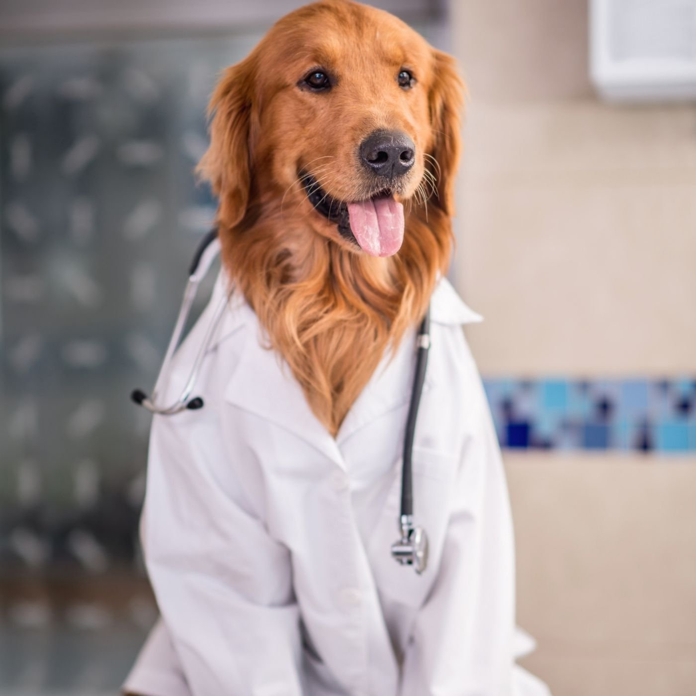 10 Melhores Hospitais e Clinicas Veterinárias em Hidrolândia GO