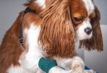 Guia Definitivo: Como Abrir um Pet Shop de Sucesso em Goiânia (2026)