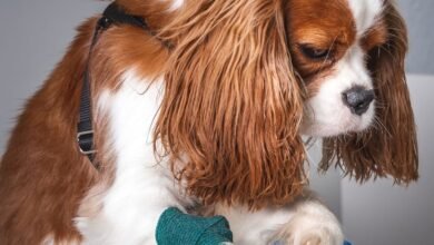 Guia Definitivo: Como Abrir um Pet Shop de Sucesso em Goiânia (2026)