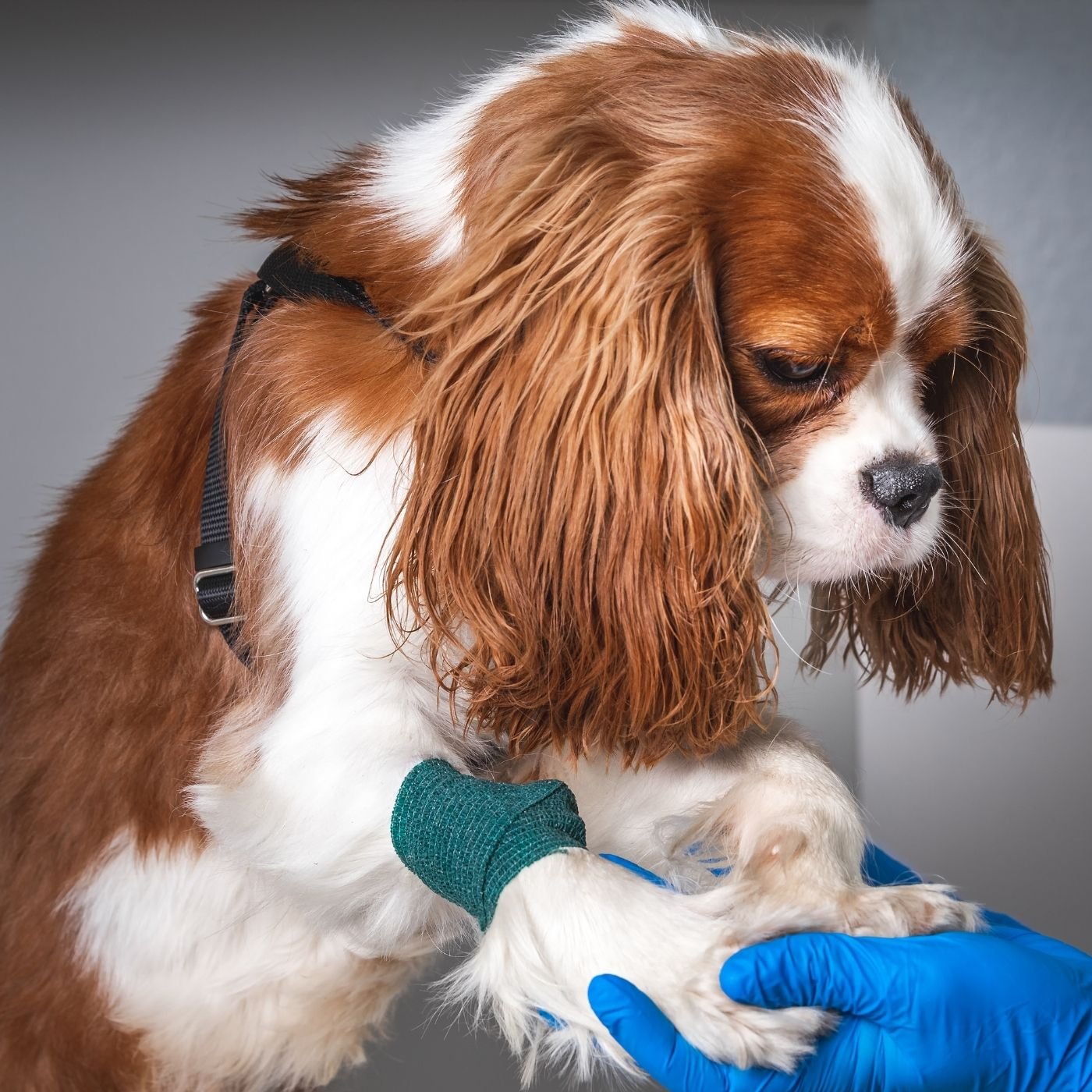 Guia Definitivo: Como Abrir um Pet Shop de Sucesso em Goiânia (2026)